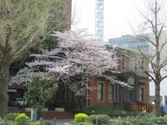 道を挟んで向かい側には旧英国７番館の桜
