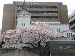 開港広場の日本基督教会横浜海岸教会の桜