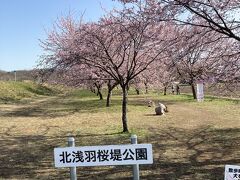 再び東武東上線に乗り、北坂戸駅で下車、
川越観光バスで北浅羽桜堤公園に到着です。