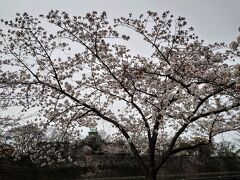 枝の間から見える大阪城天守閣が小さい…

桜はほぼ満開だろうか…
