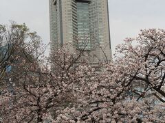 桜の名所としても有名ということなので初めて来ました。
ランドマークタワーと桜