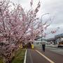 ドラクエウォークおみやげ回収の旅　山形編