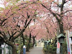 密蔵院の安行桜

沖田雄司氏の研究改良による川口市安行が発祥の桜です。『沖田桜』とも呼ばれる。
一般の桜の開花期よりも早く咲き始めて、濃いピンク色を帯びている。