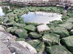 人工の潮だまり