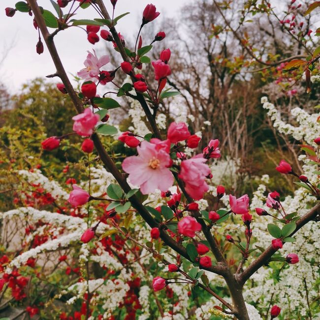 2022年3月　馬場花木園の桜