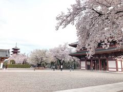 池上駅、西馬込駅から10分位　池上本門寺
関東最古の五重塔らしいです　六本木のピンクライトアップの桜とはまた違った良さがありますね

梅園も行こうと思ってはいるものの、いまだ行けず　寒いと行動範囲が狭いのよー