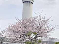 羽田空港管制塔と桜　ヒコーキが写ってないのが残念だわ