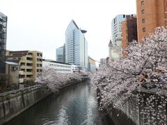 さてさてやってまいりました、目黒川。