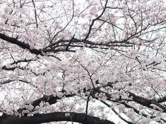 こちらの桜、ちょうど満開の時期でした。