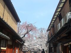『祇園四条』駅に向かう途中、白川南通りの桜が見える所を通りかかりました。

ちょっと寄っていきましょう♪
