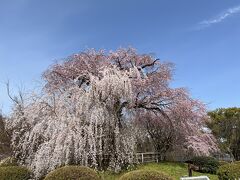 満開です♪
青空に映えて美しい！！！

『祇園枝垂れ桜』と呼ばれる大きな木は、“一重白彼岸枝垂れ桜”という品種だそうです。こちらは二代目です。初代は昭和２２年に樹齢２００余年で枯死しました。
二代目は、初代の種子から育成したものを１５代佐野右衛門氏が昭和２４年に寄贈し、植栽したものだそうです。