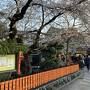 咲き始めの京都の桜　その2　白川南通・知恩院・円山公園＆イルチプレッソ祇園のディナー