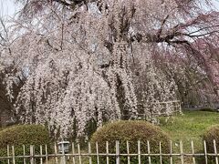 円山公園へ。
ここは露店がたくさん準備中でちょっと大衆的な雰囲気。枝垂れ桜は見ごろで美しい。