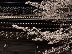そのあと知恩院へ。除夜の鐘で有名なお寺です。こちらの三門は現存する木造門では日本最大級。
迫力ある三門で圧倒されます。
