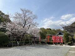 外からも見えていた桜の木は、樹齢１００年を超える泉山随一のソメイヨシノの巨木だったようです。こちらも満開でした♪