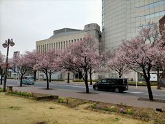 高崎城址、市庁舎前です。こちらのサクラは咲いてます。