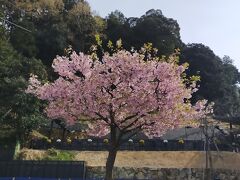 天橋立ビューランドの モノレールリフト乗り場に到着
一本だけ河津桜が咲いていた