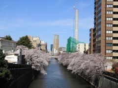 目黒新橋から上流側の眺め。
気象庁から東京の桜の満開が報告されてから３日目。
目黒川沿いの桜もほぼ満開です