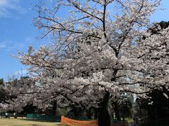 途中菅刈公園で花見。
染井吉野は満開