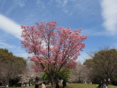 西郷山公園山頂の芝生広場の陽光桜は満開