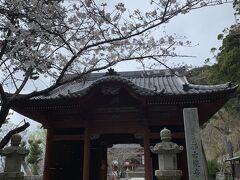 鶴谷八幡宮から少し走って那古観音に到着です。
仁王門の前には桜が咲いていました。