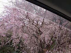 垂れ下がった桜は最高に綺麗やわー
