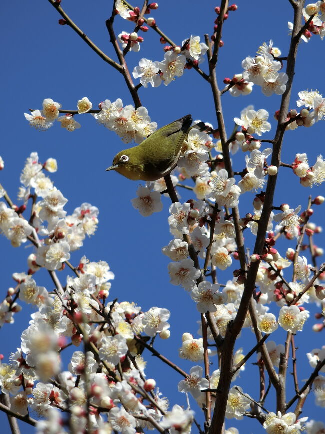 2022年 2月＆3月 横浜・鶴見 三ツ池公園と馬場花木園の梅と野鳥