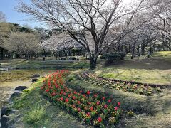 別府公園到着　桜は満開少し前

チューリップは咲いている場所もあったが

ほとんど蕾状態でした