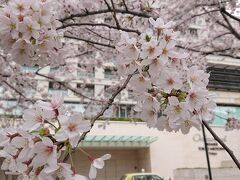 六本木はお花見日和。
満開の桜並木を楽しみました。