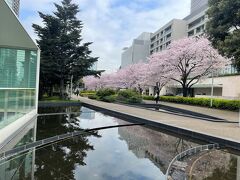 東京・六本木『Tokyo Midtown』ミッドタウン・ガーデン

『東京ミッドタウン』の桜並木の写真。

前回、桜のイベント「ミッドタウン ブロッサム セルツァー ラウンジ」
を載せましたが、数日後には満開になりました。