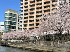 東京・天王洲アイル「ジールクルージング（天王洲ヤマツピア）」の
「目黒川お花見クルーズ」の写真。

五反田の目黒川沿いの桜は、この数日前に行きましたが、
まだつぼみが多かったです。