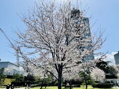 満開の桜の後ろには静岡県庁