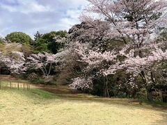 佐倉市では佐倉城址公園につぐ桜の名所である堀田邸庭園。
