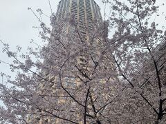 満開の桜と青空は、朝は花曇りで無理でした。