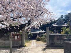 新町寺社群の桜。
まずは教安寺の桜
