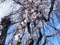 その教安寺の西の奥、妙隆寺
そこにはしだれ桜
この２つのお寺は、３月２８日取材