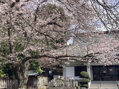 宗円寺の桜、１本大きな木がある