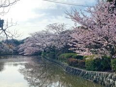 突き当たりは鶴岡八幡宮。鳥居をくぐって橋の途中に池を眺めます。水面に映る桜もきれいでした。