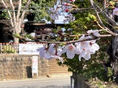 麻賀多神社と桜
佐倉の鎮守、麻賀多神社は、境内には桜の木はないけど、周辺に桜の古木が数株ある。
