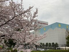 満開から4日経ちました。
「桜散る」頃を迎えつつあります。
鶴見川河畔にやって来ました。
森永製菓横浜工場。時々、お菓子（時にハイチュー）の良い香りがします。