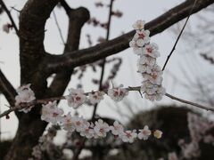 常磐神社から陸橋を渡り千波湖方面へと向かいます。
途中にあった梅の木は満開でした♪