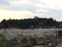 満開の梅で全体的に白～淡いピンク色に見える“田鶴鳴梅林”
とても綺麗な光景です。