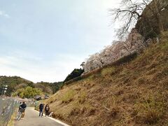 奥山田のしだれ桜に到着。
