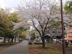 大通り公園。ここも桜の並木に花が咲いてます。