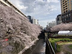 目黒川の桜並木をみながらぶらぶら。