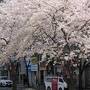 2022中野通りの桜の巻