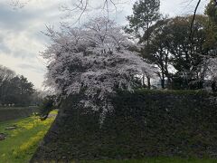 こちらも桜満開です。