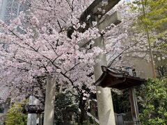 雉子神社の鳥居の脇の桜、きれいです。