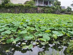 箱根の山を下り、小田原城へ。
報徳二宮神社前のコインパーキングに停めて城址公園へ。