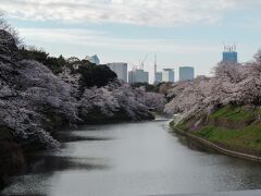 少し進むと、有名な「千鳥ヶ淵」に到着。

満開発表翌日だったので、早朝でしたが多くの方で賑わっていました。

両岸に咲く満開の桜と内堀の水面、奥にそびえる高層ビル群が東京らしい桜の名所ですね～